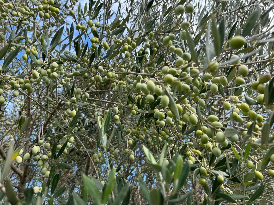 Butter vs Olive Oil - Which is Healthier? Explained - Pelops