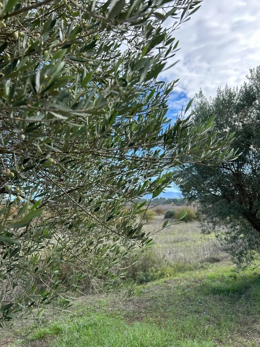 Butter vs Olive Oil - Which is Healthier? Explained - PelopsGreekGoods