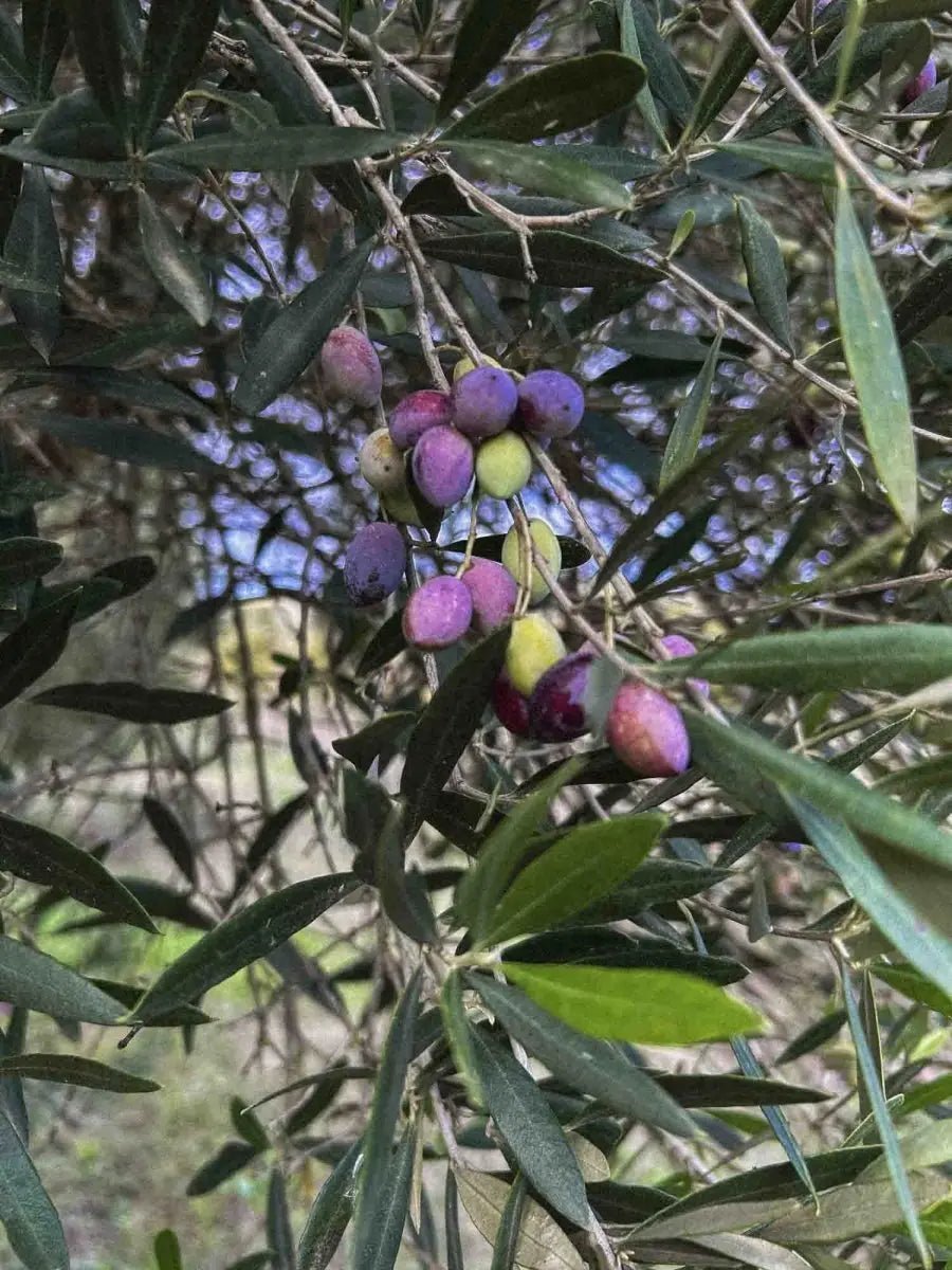 Can you cook with extra virgin olive oil? - PelopsGreekGoods