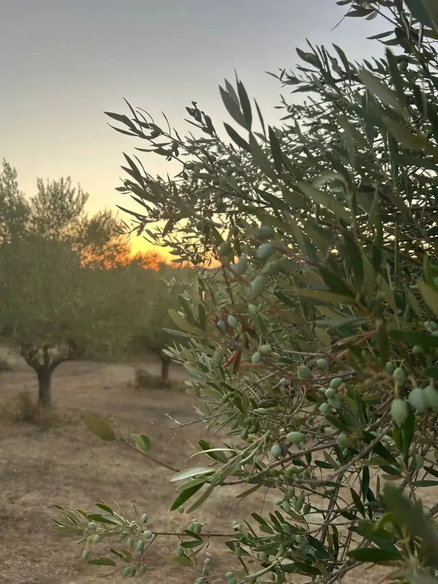 Greek Gyros with Pasta – Your New Favorite Meal - Pelops