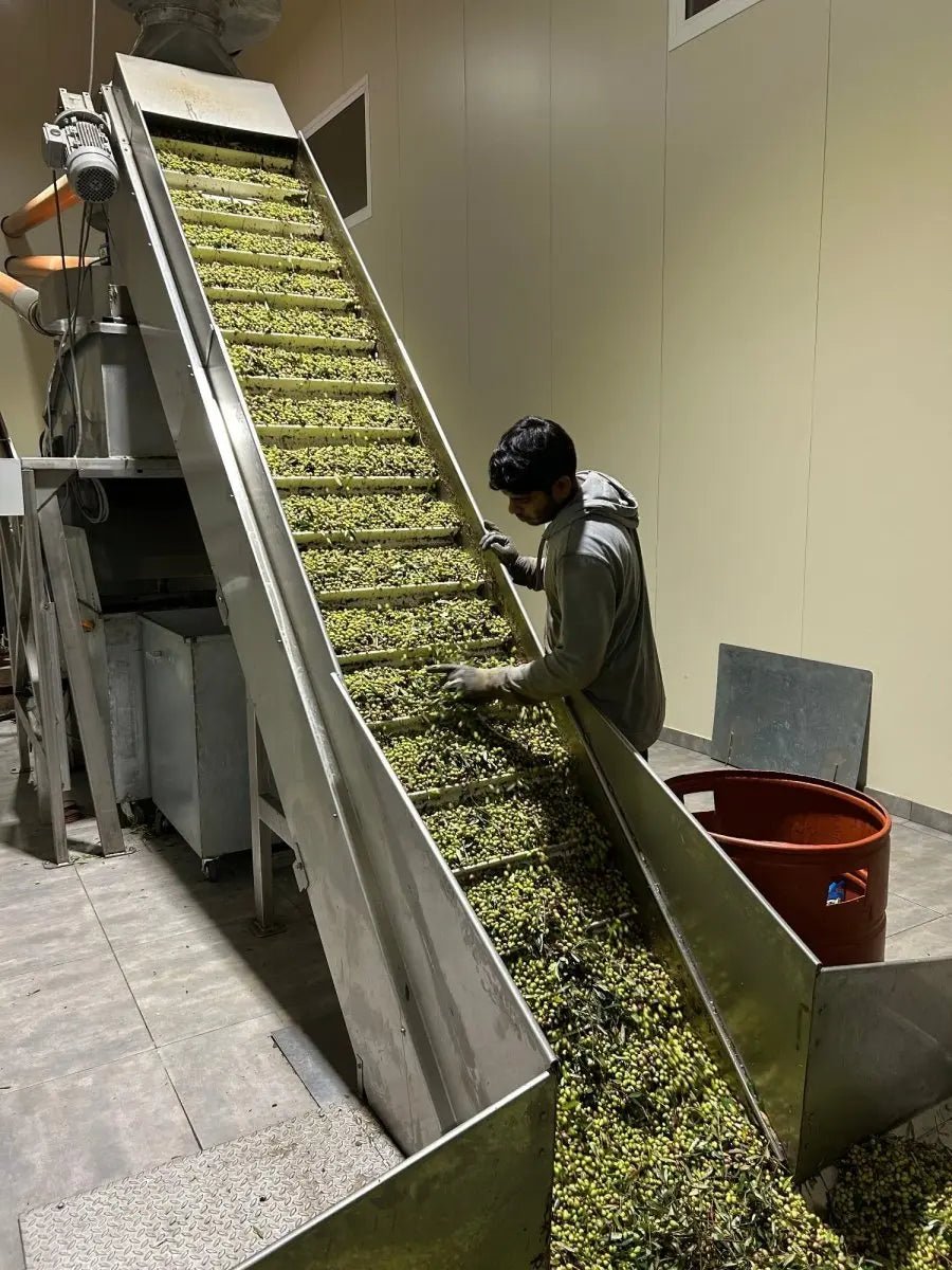 How is olive oil made? We will explain all - Pelops