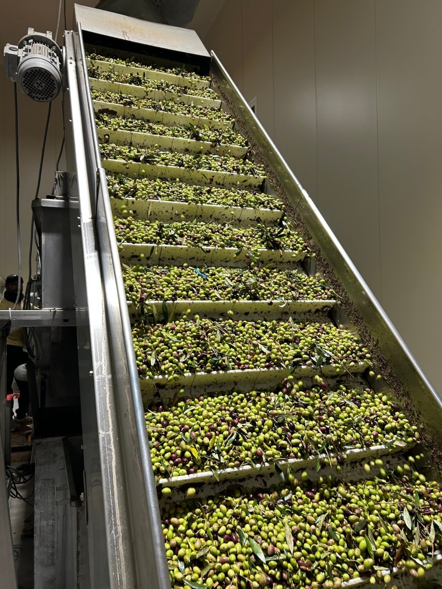 How is olive oil made? We will explain all - Pelops