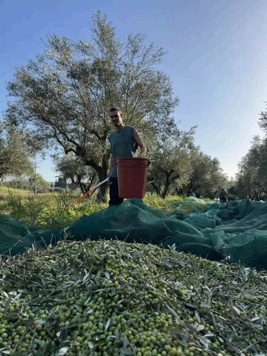 How to Harvest Olive Trees in Greece: Complete Guide to Olive Harvest - PelopsGreekGoods
