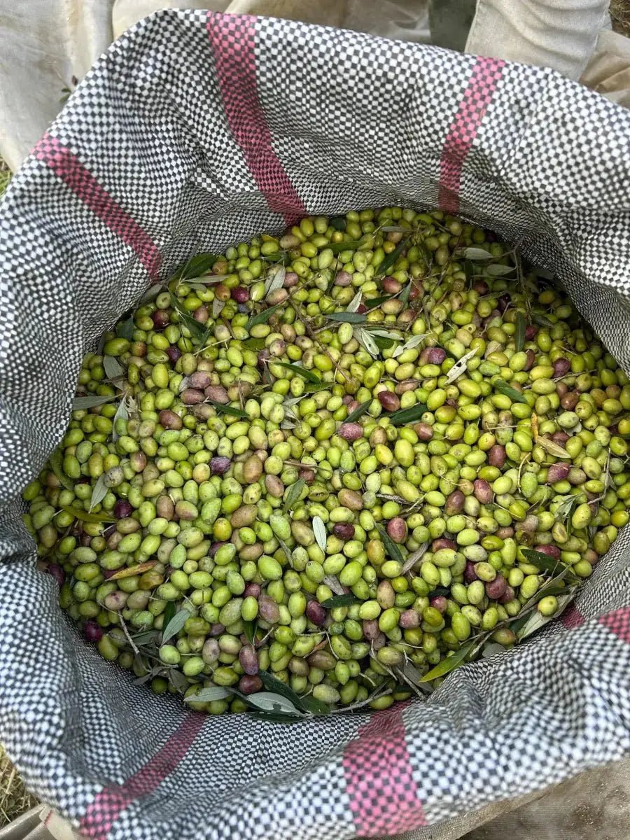 Is olive oil good for acid reflux? What the science says - PelopsGreekGoods
