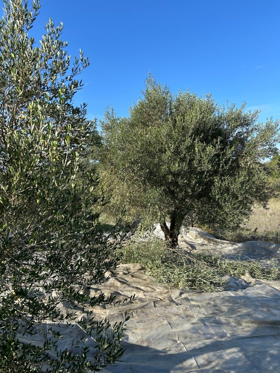 Is olive oil good for reflux? Let us explain - Pelops