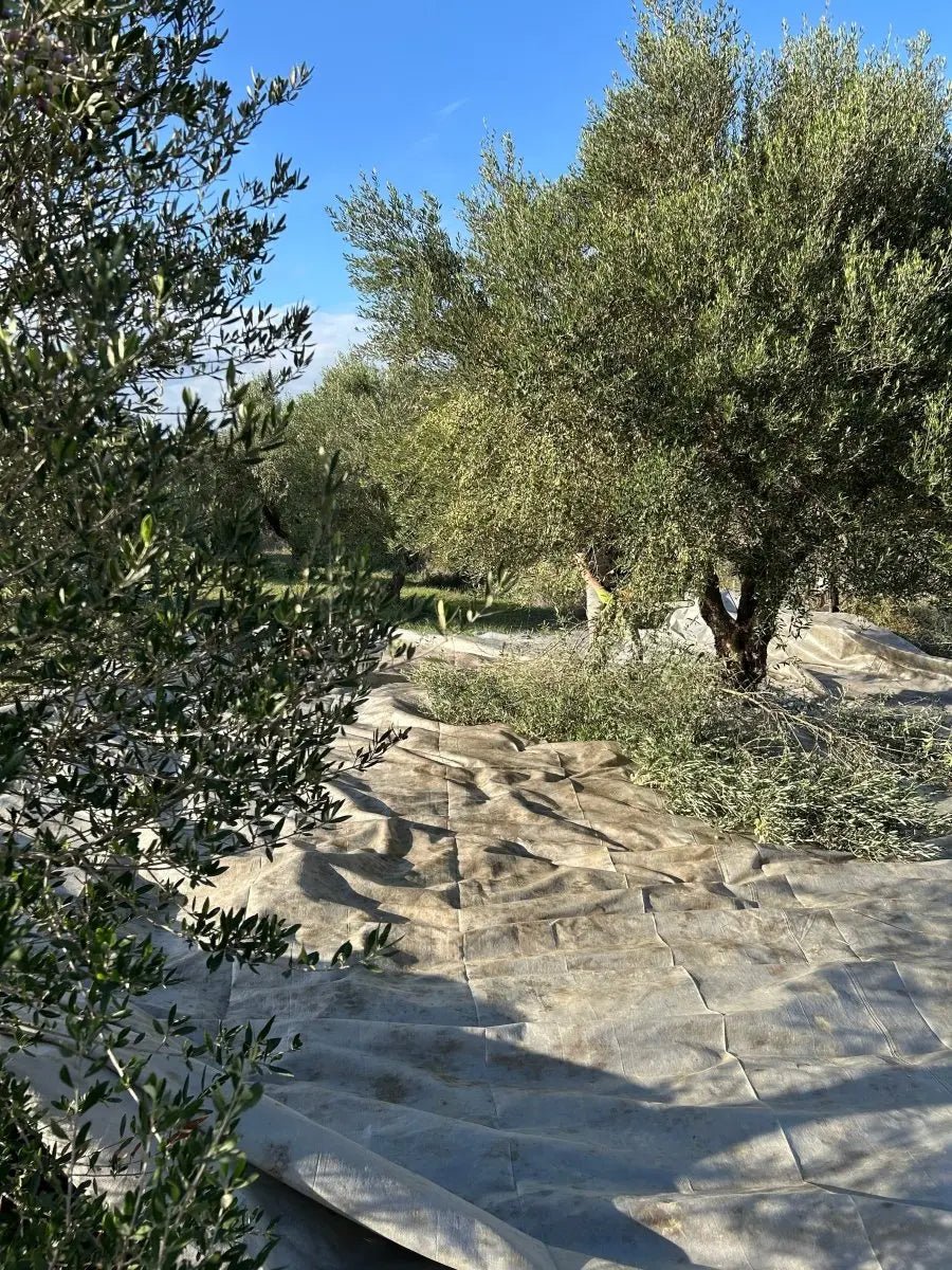 Which Extra Virgin Olive Oil Has the Most Polyphenols - Pelops