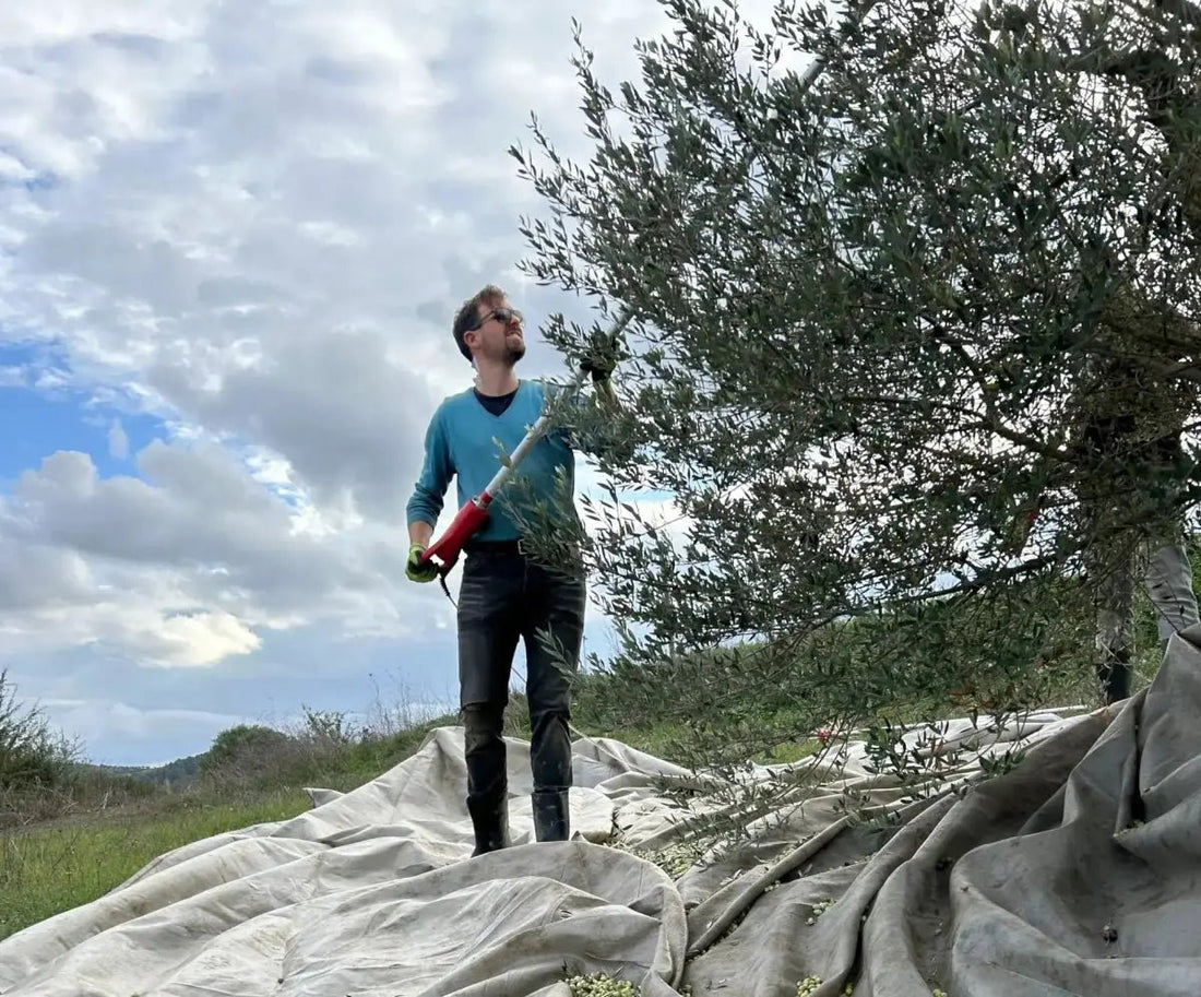 Why Extra Virgin Olive Oil Is Better - Pelops