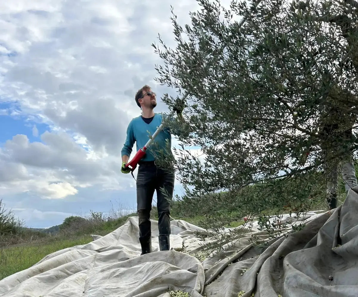 Why Extra Virgin Olive Oil Is Better - Pelops