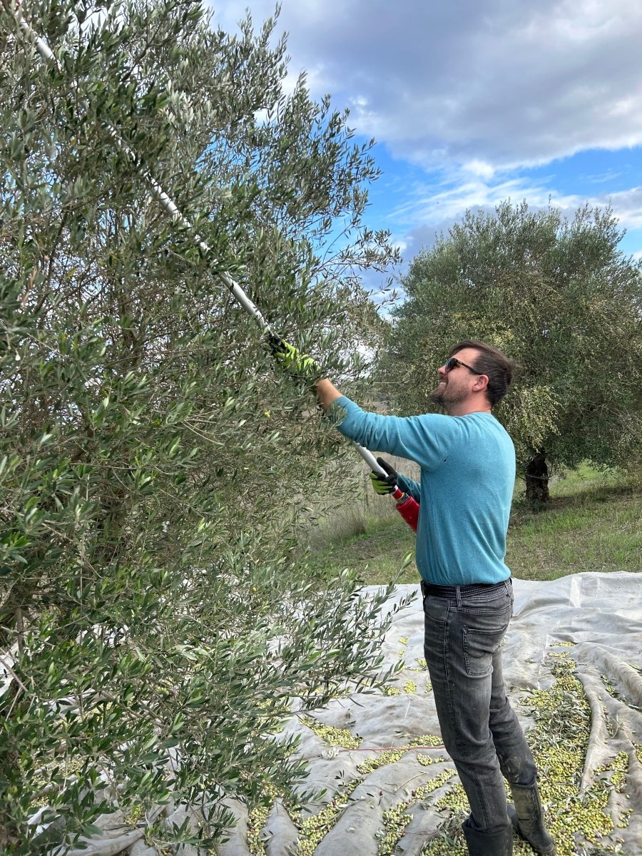 Why Extra Virgin Olive Oil Is Better - Pelops