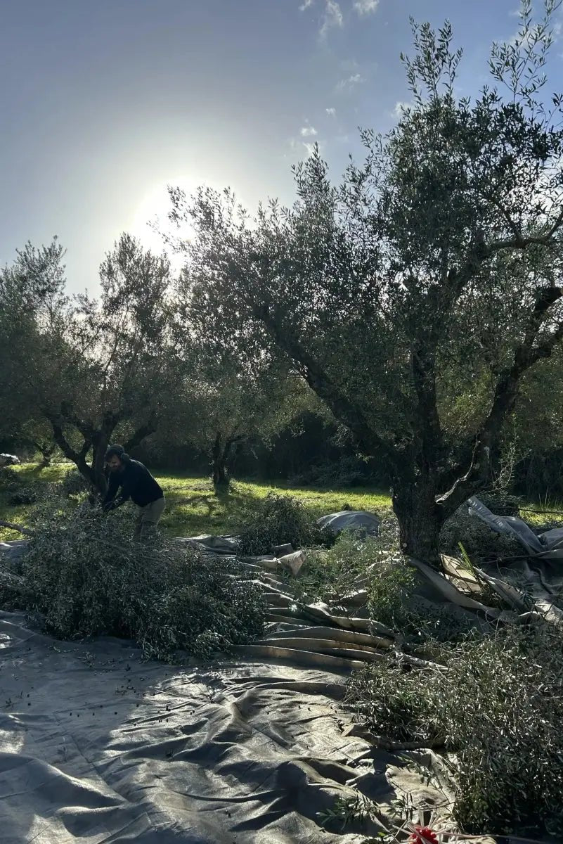 Will Extra Virgin Olive Oil Break a Fast? Health Benefits & How to Use - Pelops