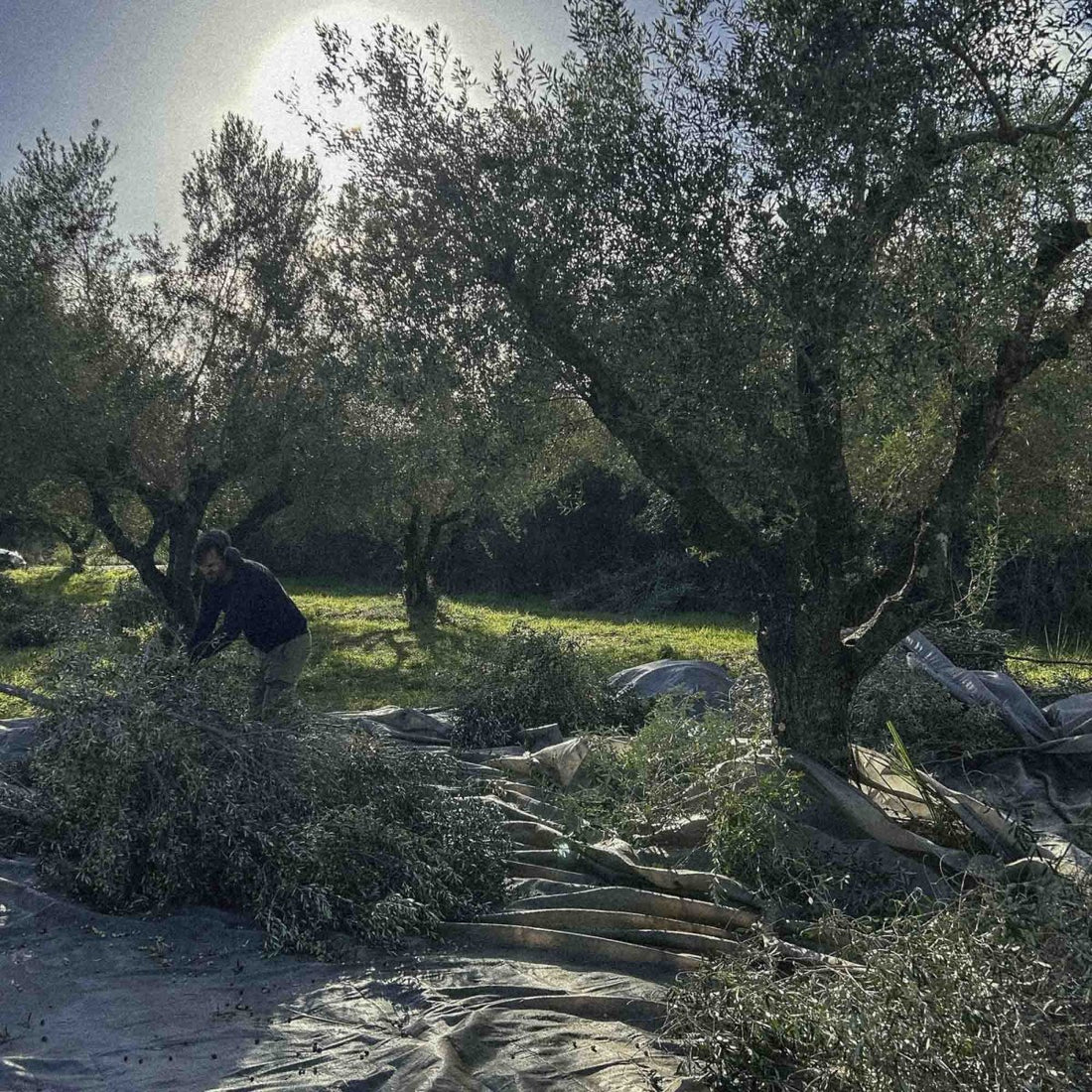 Will Extra Virgin Olive Oil Break a Fast? Health Benefits & How to Use - Pelops